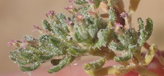 Frankenia pomonensis