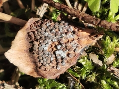 Pucciniastrum areolatum