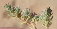 Frankenia pomonensis
