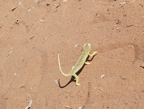 Flap-necked Chameleon