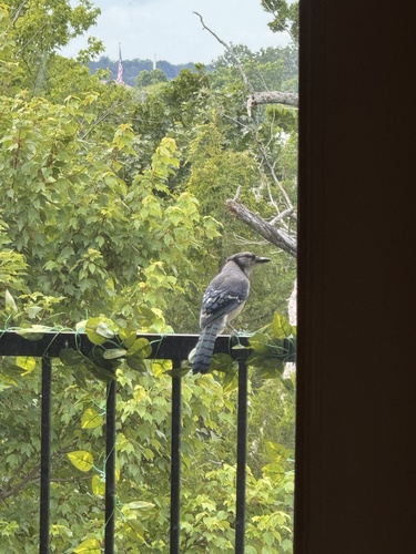 Blue Jay