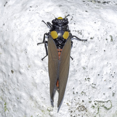 Huechys fusca