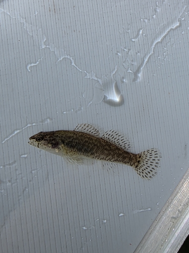 Spottail darter (Etheostoma squamiceps) — Percidae — 3