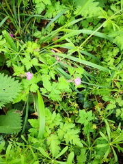 Geranium robertianum