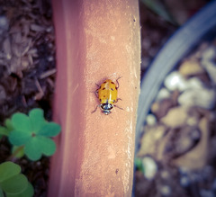 Hippodamia convergens