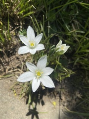 Ornithogalum umbellatum