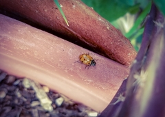 Hippodamia convergens