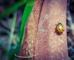 Hippodamia convergens