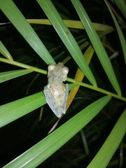Boana platanera