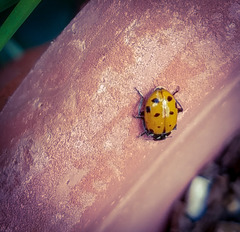 Hippodamia convergens