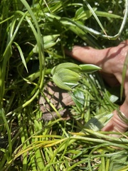 Ornithogalum umbellatum