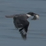 Belted Kingfisher photographed in Washington