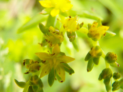 Sedum nuttallii