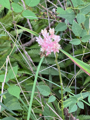Asclepias rubra, photograph (c) Chet Burrier, some rights reserved (CC BY)