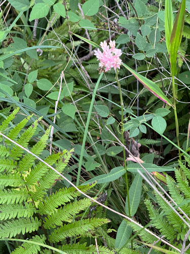 Asclepias rubra, photograph 6