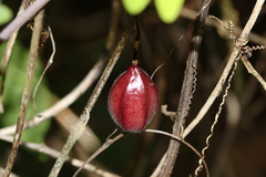 Passiflora rubra