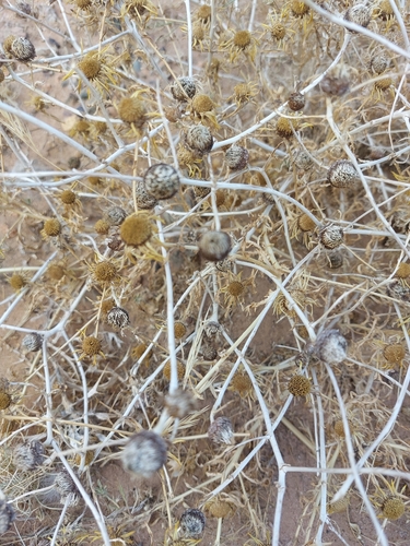 Asteriscus graveolens graveolens