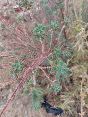 Desert Nettle