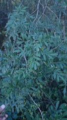Fraxinus greggii