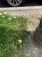 Argyranthemum frutescens