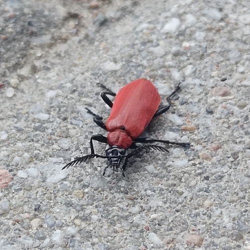 Cardinal beetle