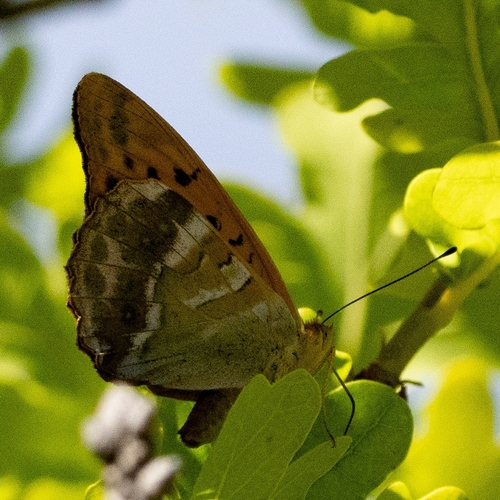 Silver-washed Fritillary