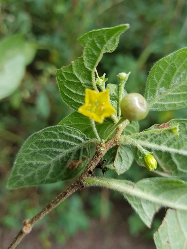 Capsicum rhomboideum, photograph 6