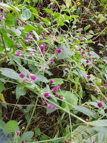 Alternanthera porrigens (Alternanthera porrigens)