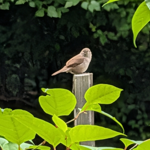 Northern House Wren
