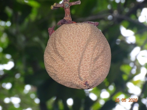Pentadesma butyracea