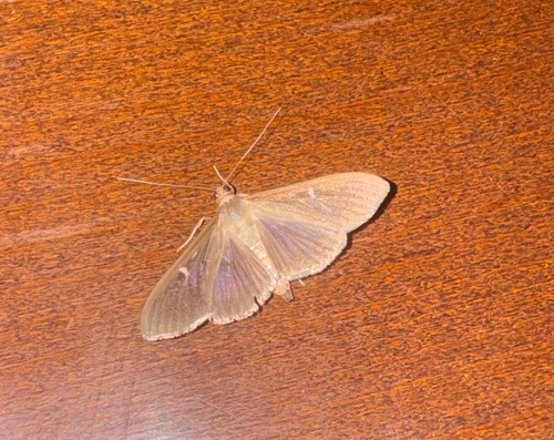 Box Tree Moth