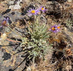 Erigeron poliospermus, photograph (c) James H. Thomas, some rights reserved (CC BY)