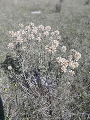 Pterocaulon angustifolium