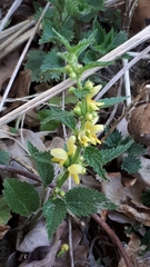 Lamium galeobdolon montanum