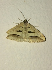 Chiasmia subcurvaria