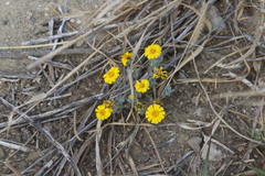 Thymophylla micropoides