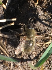 Tachina ursina