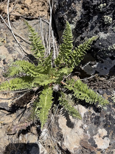 Balsamorhiza hookeri, photograph 1