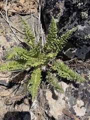 Balsamorhiza hookeri