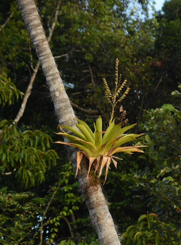 Werauhia sanguinolenta, photograph 4