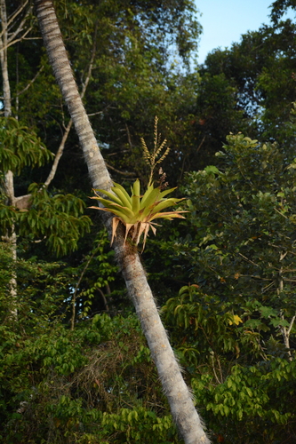 Werauhia sanguinolenta, photograph 5