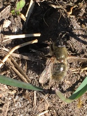 Tachina ursina