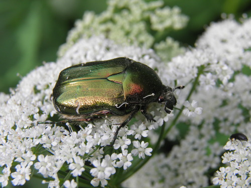 Paprastasis auksavabalis