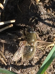 Tachina ursina