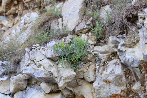 rock samphire