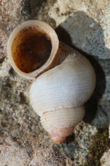 Tudorella multisulcata