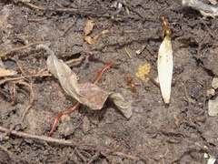 Strigamia bothriopus