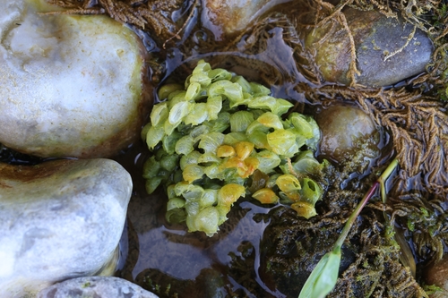 Common Whelk