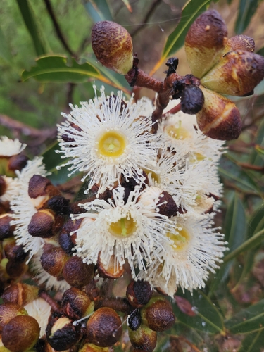 Corymbia abergiana, 2026-06-15