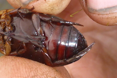 Dytiscus hybridus